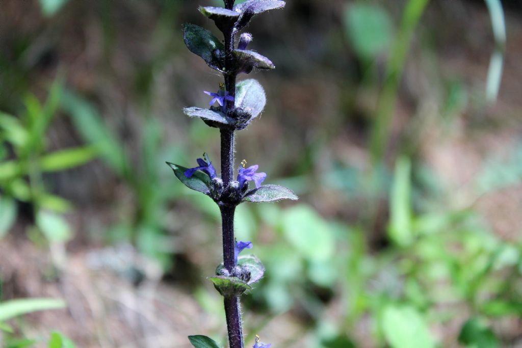 Ajuga reptans